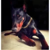 15mm Strong Dog Chain Cuban Gold Stainless Steel Collar For Big Or Small Dogs P - Chain Choker For Dogs Pitbulls | Adjustable Pet Walking & Outdoor Gear for Dogs