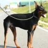 1.5M Long Dog Training Leash - Slip Lead Rope for Walking & Obedience Training | Adjustable Pet Walking & Outdoor Gear for Dogs