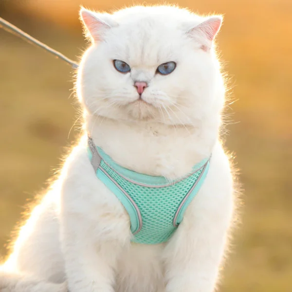 Cat Traction Rope Anti - breakaway Vest Type Breathable Reflective Pet Chest Strap Small Dog Walking Cat Rope Pet Supplies | Adjustable Pet Walking & Outdoor Gear for Dogs & Cats