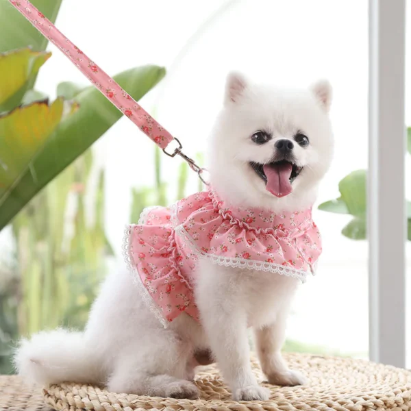 Fresh Cute Pet Floral Chest Strap Lace Traction Rope Teddy Bichon Dog Walking Rope Cat Supplies | Adjustable Pet Walking & Outdoor Gear for Dogs & Cats